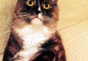 Депутат Милонов предложил законодательно запретить наказывать котов - НТР 24