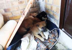 В Нижнекамске замерзающие щенки ждут своих хозяев - НТР 24