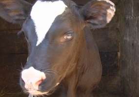 Нижнекамка решила продать корову и осталась без денег - НТР 24