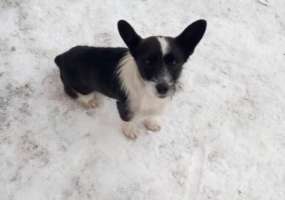 В Нижнекамске появился свой Хатико - НТР 24