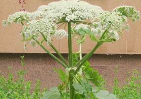 В Татарстане на борьбу с борщевиком выделят 10 млн рублей - НТР 24