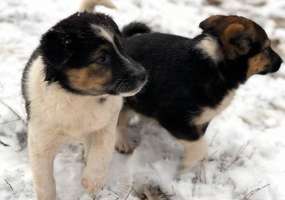 В России принят закон об обращении с животными - НТР 24