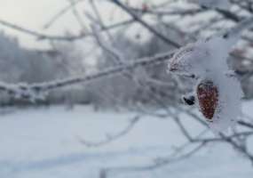 В Нижнекамске -11 градусов, ожидаются слабые осадки - НТР 24