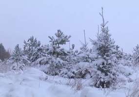 Трехлетний малыш выбрался из тайги в 35-градусный мороз - НТР 24