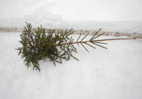 В Нижнекамске на территории детсада местный житель вырубил 7 елей - НТР 24