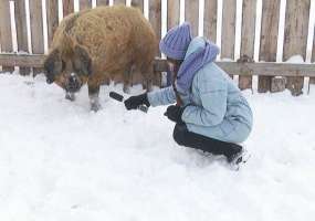 Чем задобрить символ 2019 года, чтобы он принес удачу и счастье - НТР 24