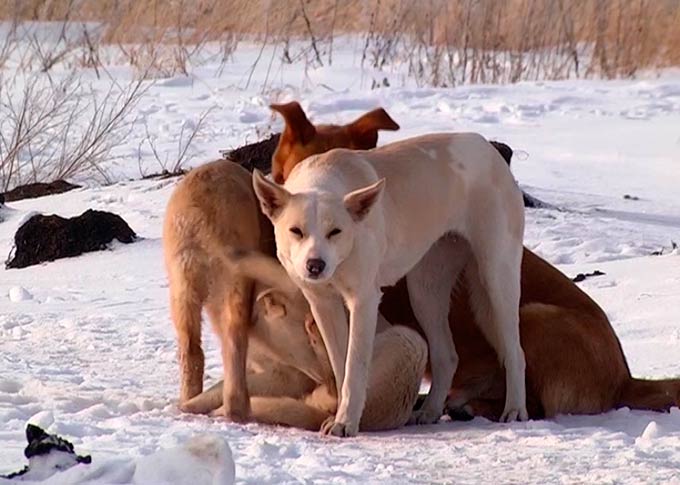 В Нижнекамске, несмотря на принятый закон о защите животных, продолжат убивать бродячих собак