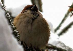 В Нижнекамске 10 градусов мороза, возможен небольшой снег - НТР 24