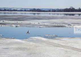 Татарстан получит 4,7 млрд рублей на оздоровление Волги и сохранение лесов по нацпроекту «Экология» - НТР 24