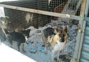 «Все очень худые, как скелеты!» - нижнекамцев просят помочь приюту для кошек и собак - НТР 24