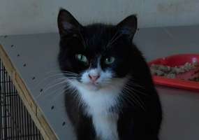 Разменявшая трехкомнатную квартиру в городе ради животных нижнекамка просит помощи - НТР 24