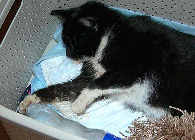 В Нижнекамске живодеры сломали челюсть бездомной кошке