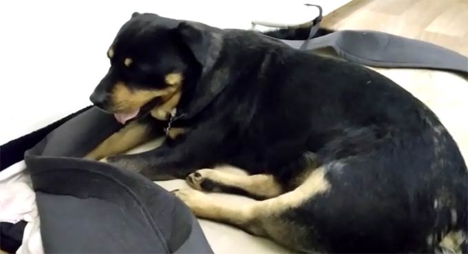 Нижнекамцев просят на время приютить сбитую собаку, которой требуется лечение