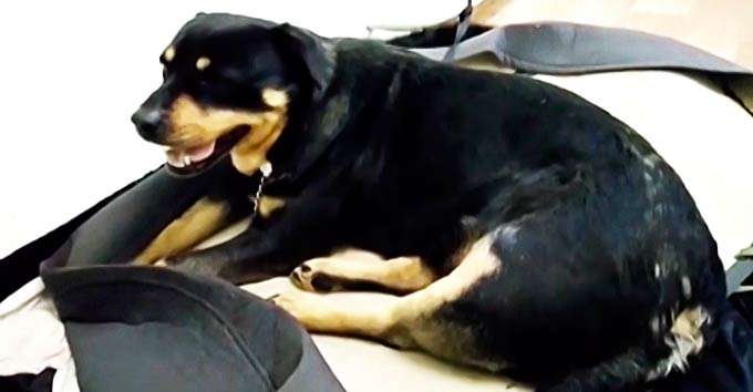 В Нижнекамске травмированную собаку бросили умирать под двери ветклиники