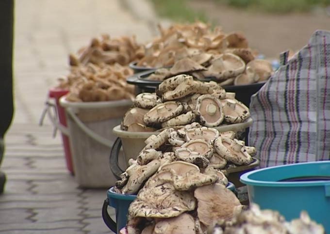 52 тонны грибов выращено в «Алабуге» в 2019 году