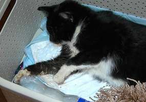 В Нижнекамске живодеры сломали челюсть бездомной кошке - НТР 24