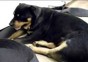 Нижнекамцев просят на время приютить сбитую собаку, которой требуется лечение