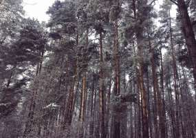 В Нижнекамске 11 градусов мороза, ожидается пасмурная погода - НТР 24