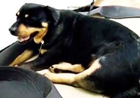 В Нижнекамске травмированную собаку бросили умирать под двери ветклиники