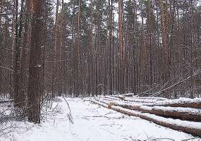 Нижнекамское лесничество наказали за игнорирование обращения местного жителя - НТР 24