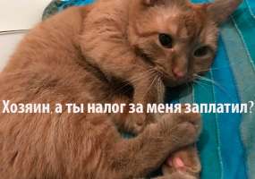 В России планируют ввести обязательную регистрацию животных - НТР 24