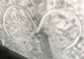 Необычную дружбу обнаружила хозяйка, вышедшая ночью во двор - НТР 24