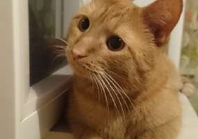 Лайфхак: как правильно общаться со своей кошкой - НТР 24