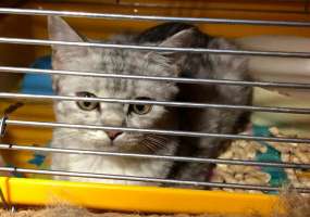 В Нижнекамске может закрыться волонтерский приют для бездомных животных