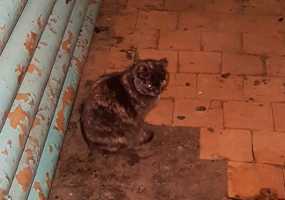 В одном из домов Нижнекамска в появлении мышей обвиняют кошку