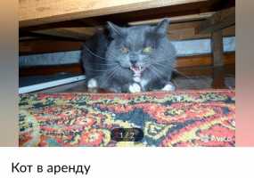 Мужчина сдает в аренду кота, уничтожающего желание заводить домашних животных - НТР 24