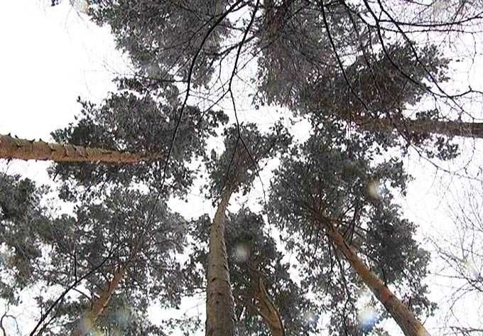 В Нижнекамске суд вынес приговор леснику, позволившему вырубить ценные породы деревьев