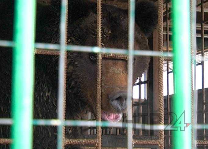 Жители нижнекамского зоопарка начали просыпаться от зимней спячки
