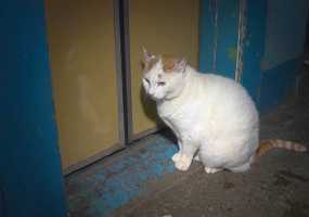 В Нижнекамске живет настолько ленивый кот, что добирается до квартиры только на лифте