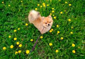 В Интернете появился забавный конкурс "На кого похожа ваша жена?" - НТР 24