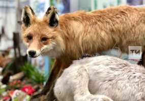 В Татарстане растет поголовье всех охотничьих животных, в том числе зайцев, косуль и лосей - НТР 24