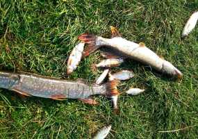 Лайфхак: как поймать рыбу "дедовскими" способами - НТР 24