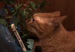 Лайфхак: как сделать своего кота счастливее - НТР 24