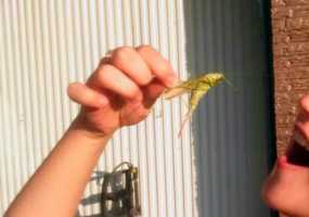 Россиянам предлагают начать питаться насекомыми - НТР 24