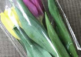 Альметьевская прокуратура проводит проверку по шокирующему фото с головой собаки - НТР 24