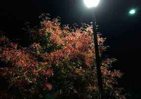 Раскрыта тайна личности Джека-Потрошителя - НТР 24