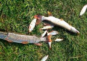 В Нижнекамске ищут "лицо", ловившее на реке рыбу и раков - НТР 24