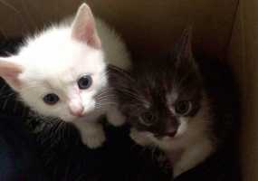 В России из-за котят эвакуировали торговый центр - НТР 24