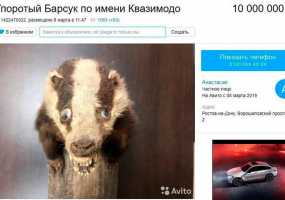 Ростовчанка пыталась продать "чудо таксидермии Квазимодо" на "Авито" - НТР 24