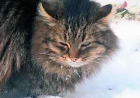 Оставленным без еды кошкам пришлось есть своих сородичей - НТР 24