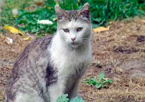 В Турции кошка-мужененавистница нападает на мужчин - НТР 24