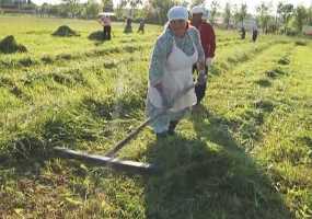 Жительницам сёл придется работать больше обычного - НТР 24