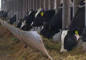 Лайфхак: как сделать коров счастливыми - НТР 24