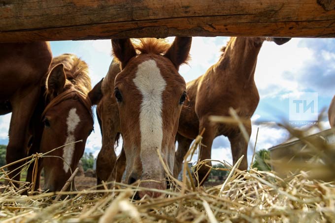 В Татарстане для разведения татарской породы лошадей предусмотрены субсидии