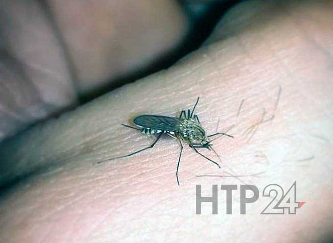 Россияне думают, что через комаров можно заразиться ВИЧ
