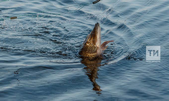 Сотрудники Госкомитета РТ по биоресурсам изъяли 5 браконьерских сетей и около 15 кг рыбы